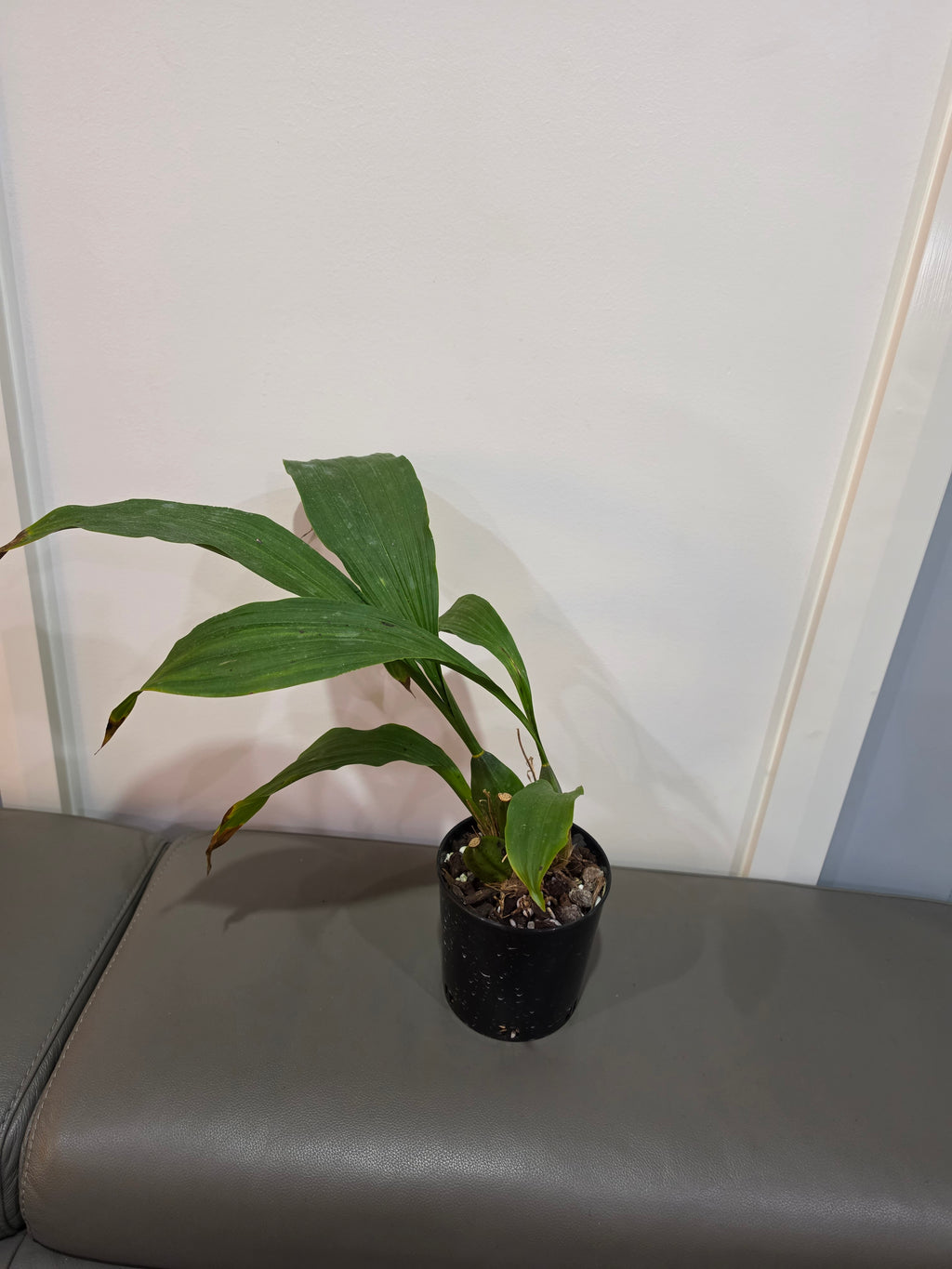 Lycaste dowiana x deppei (Fragrant Species From Mexico)