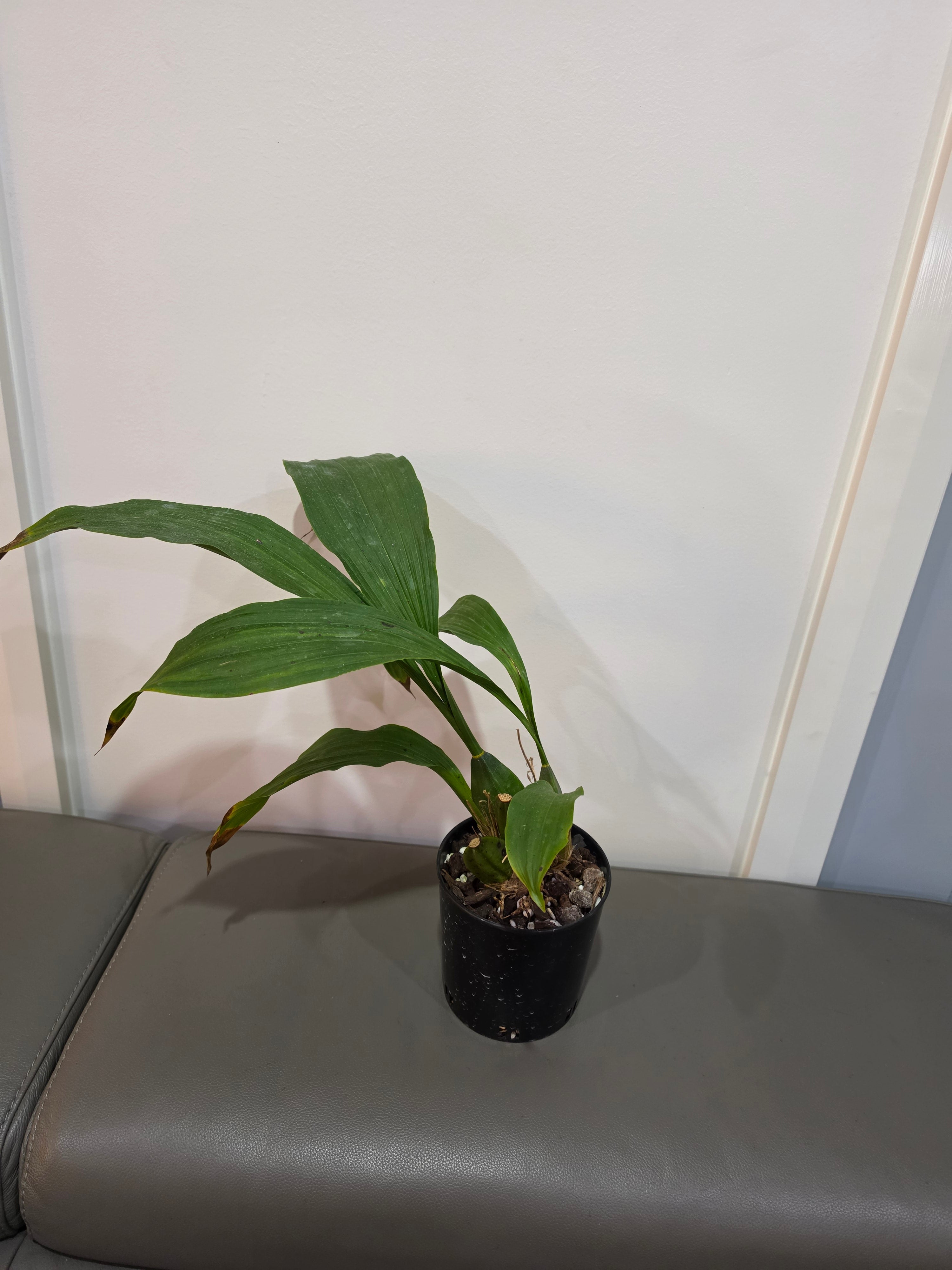 Lycaste dowiana x deppei (Fragrant Species From Mexico)