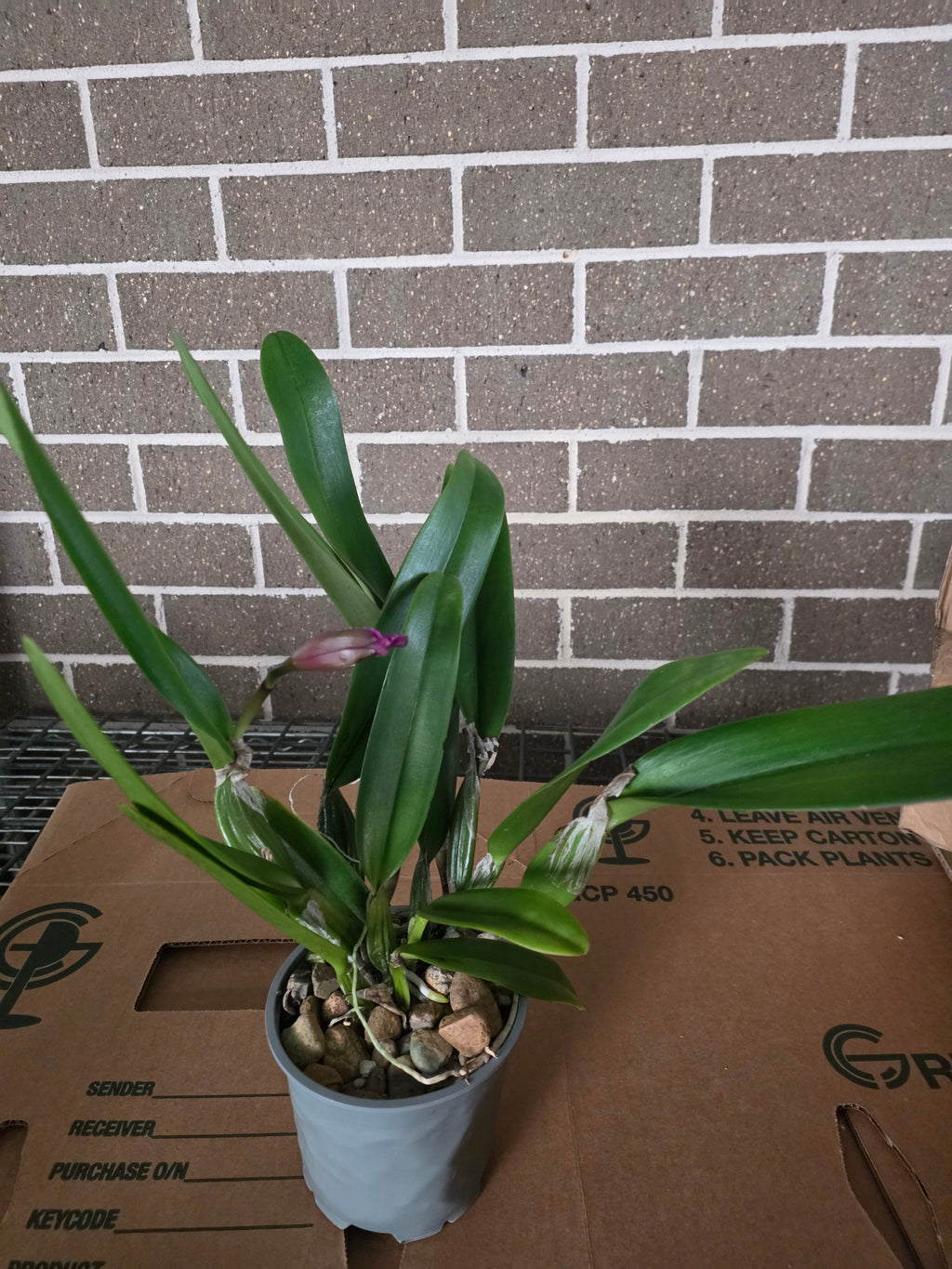 L. Color Guard 'Parade' (Mericlone) (In Flower Bud)