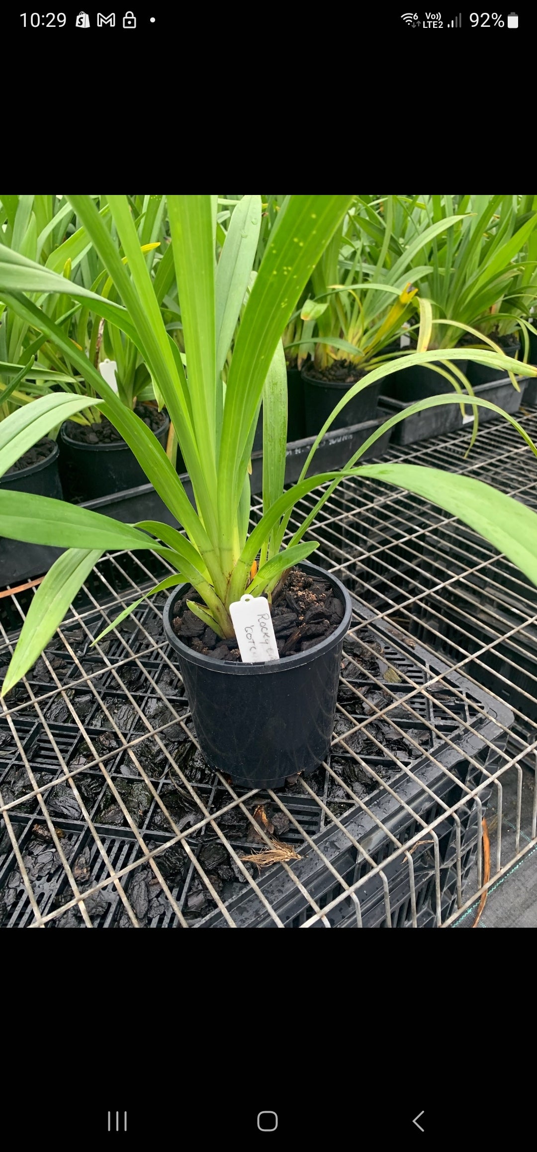Cym. Rocky Creek 'Gotcha' (MERICLONE) Secondary image