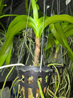 Vanda hindsii f. aurea (Rare Species)