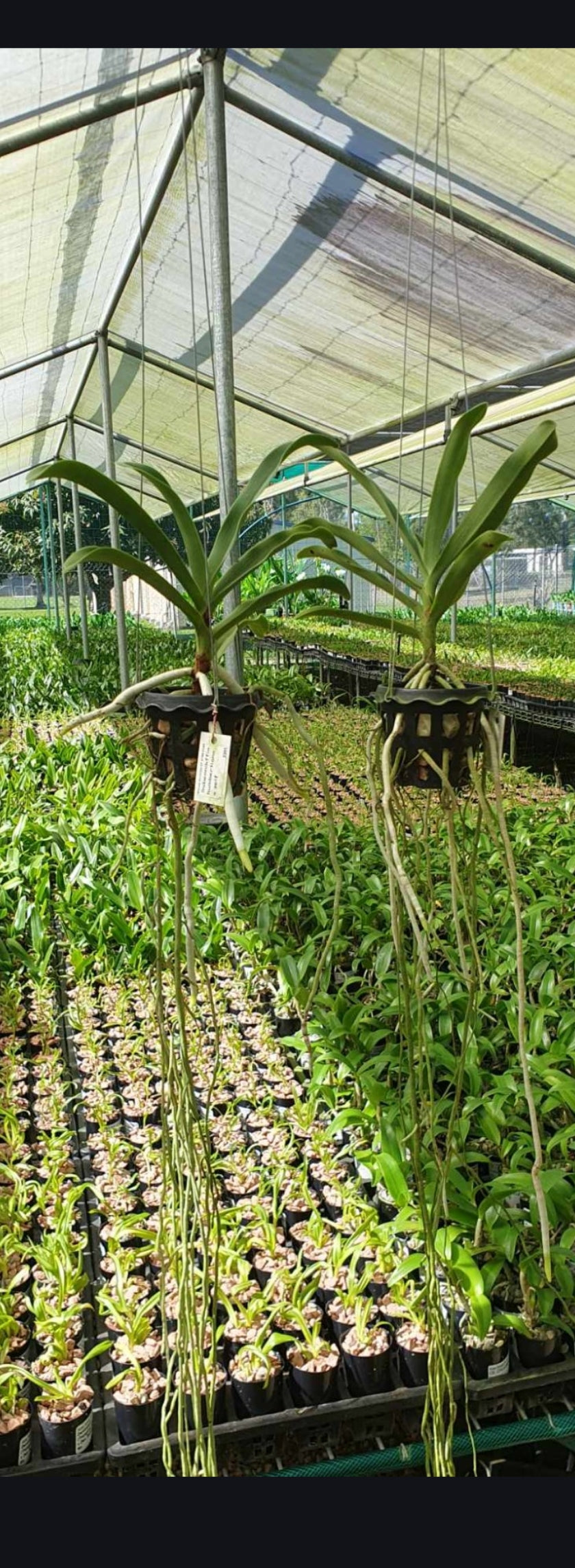 Sobennikoffia humbertiana (Mature Size) Secondary image