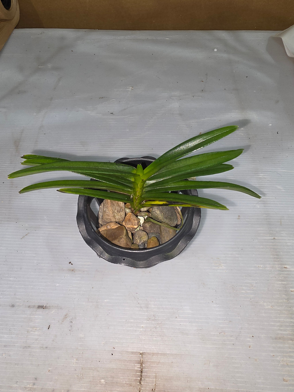 Ascocentrum Curvifolium (Flowering size)