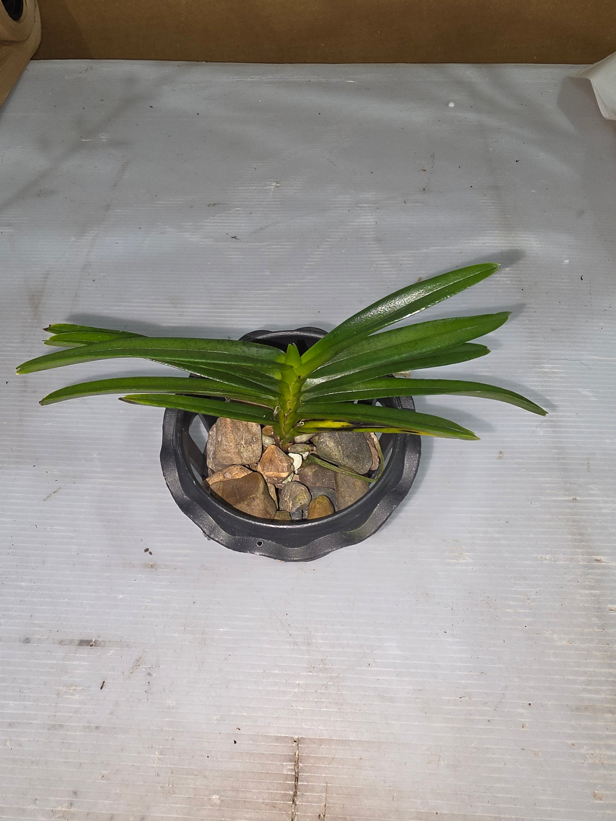 Ascocentrum Curvifolium (Flowering size)