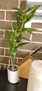 Dendrobium Smillieae