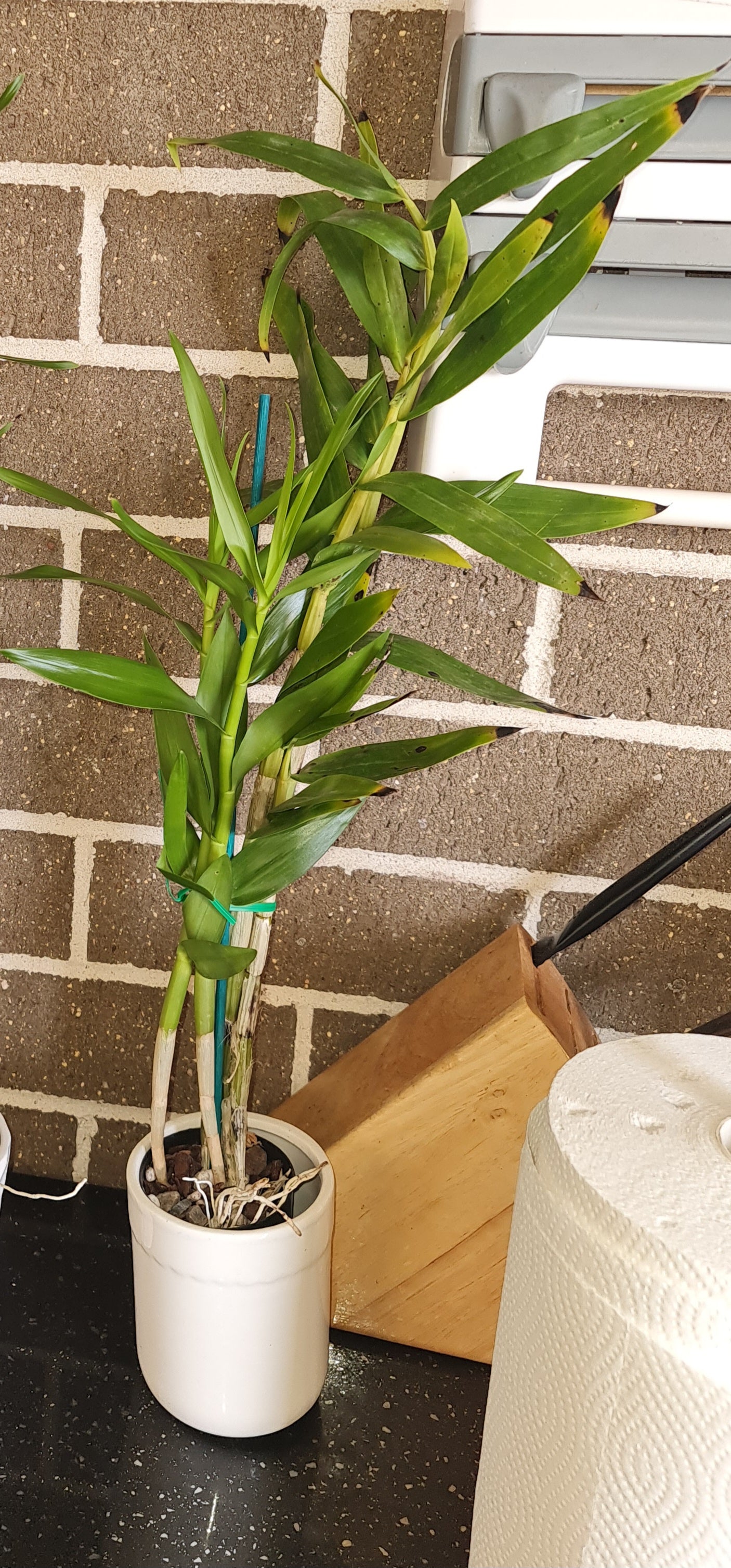 Dendrobium Smillieae