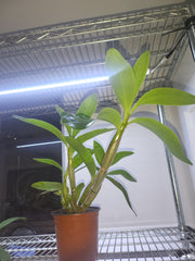 Dendrobium spectabile  (Latouria Type) Mature FS Plant