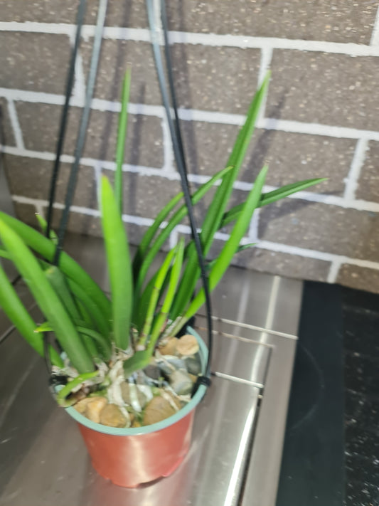 Brassavola Little Stars (nodosa x subulifolia)