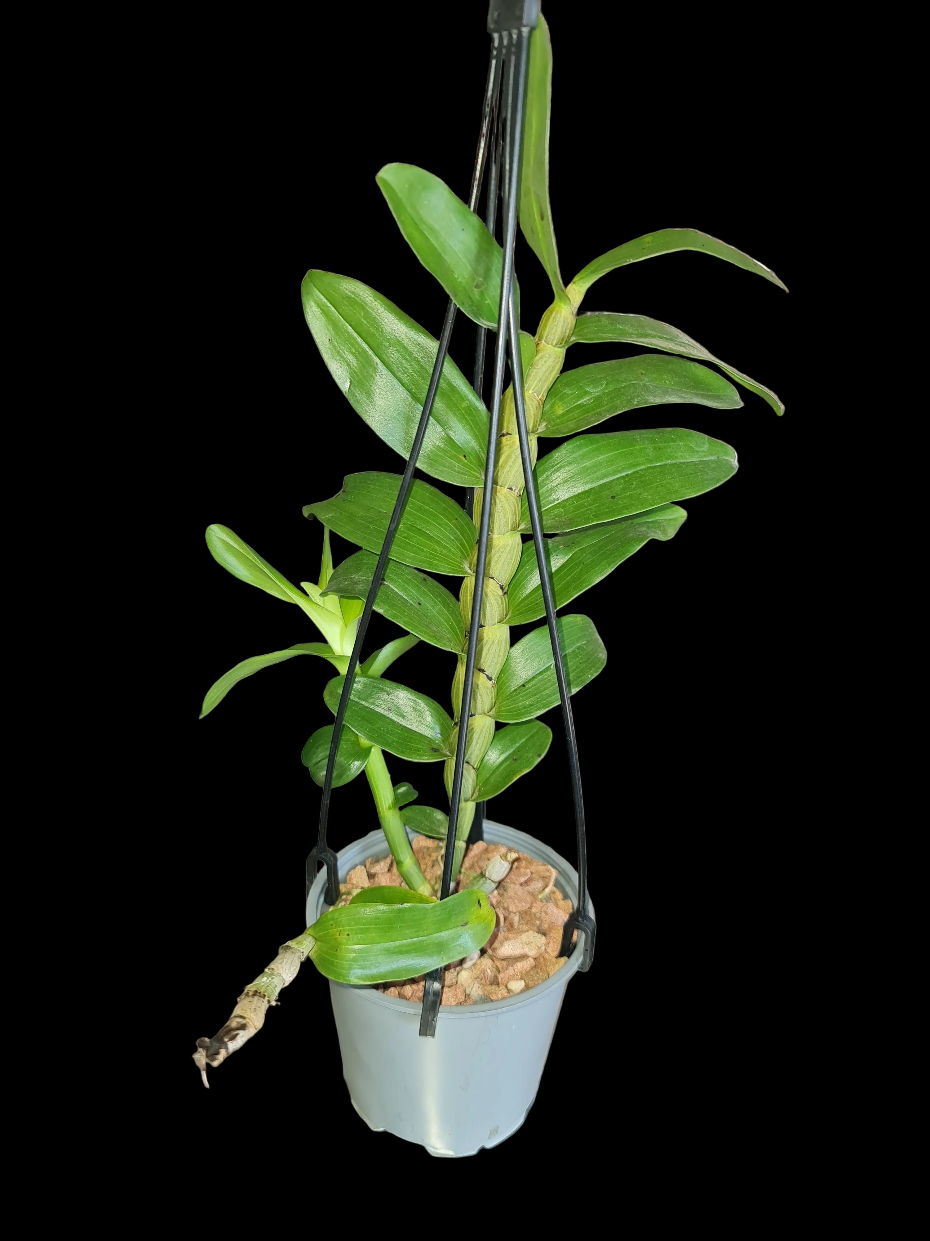 Dendrobium secundum  (Toothbrush Orchid) Secondary image