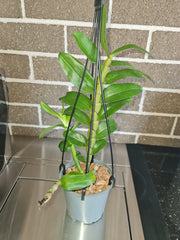 Dendrobium secundum  (Toothbrush Orchid)