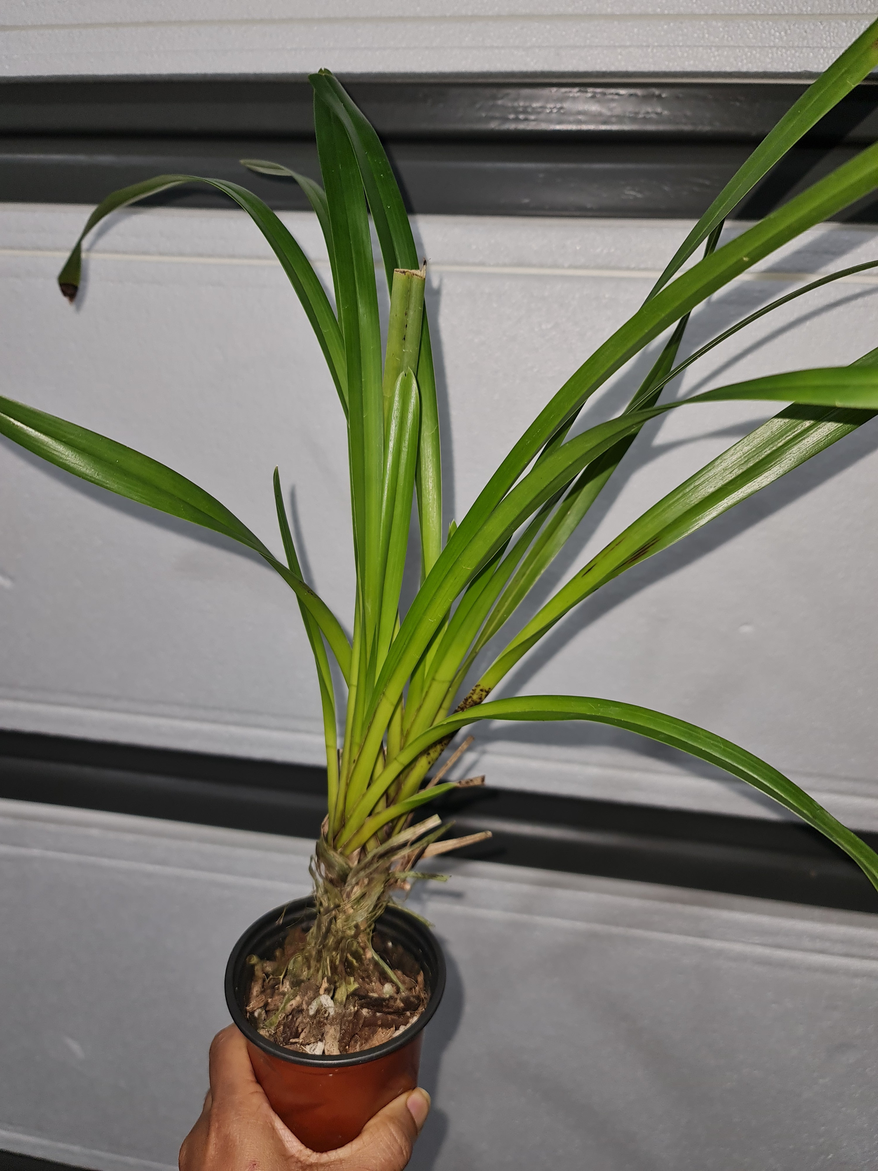 Cymbidium eburneum Secondary image