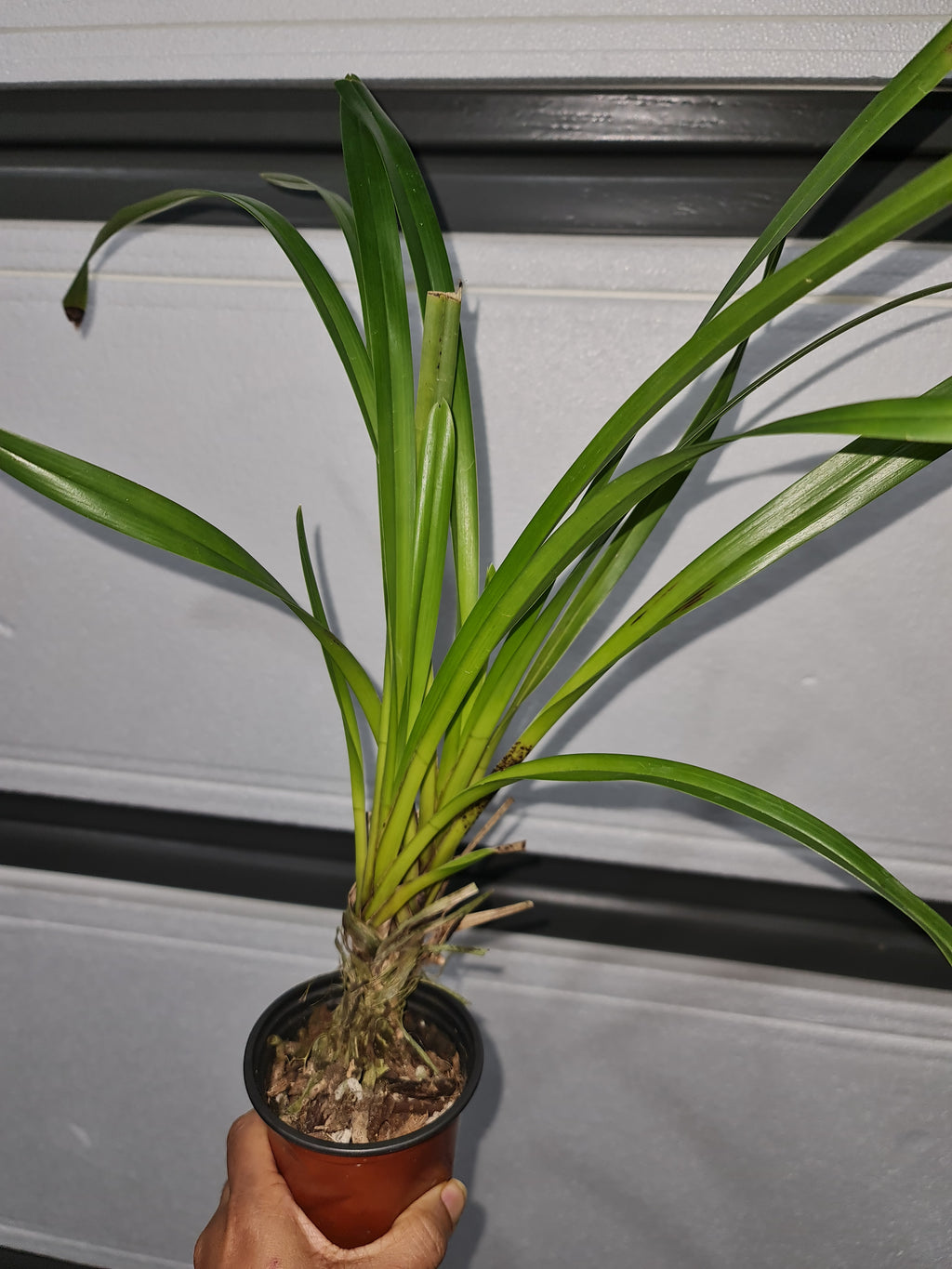Cymbidium eburneum