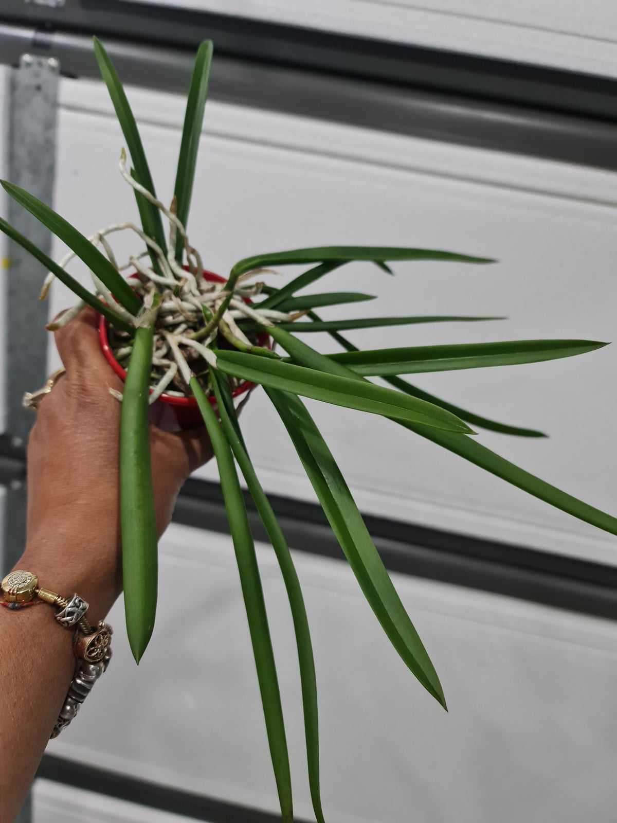 Brassavola Nodosa (Fragrant Species) – The Orchid Patio
