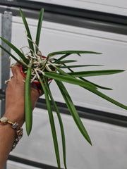 Brassavola Nodosa (Fragrant Species)