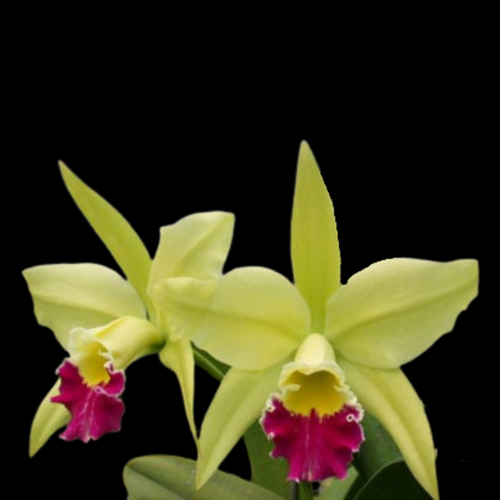 Rlc. Greenwich 'Elmhurst' (LIP FULL RED)
