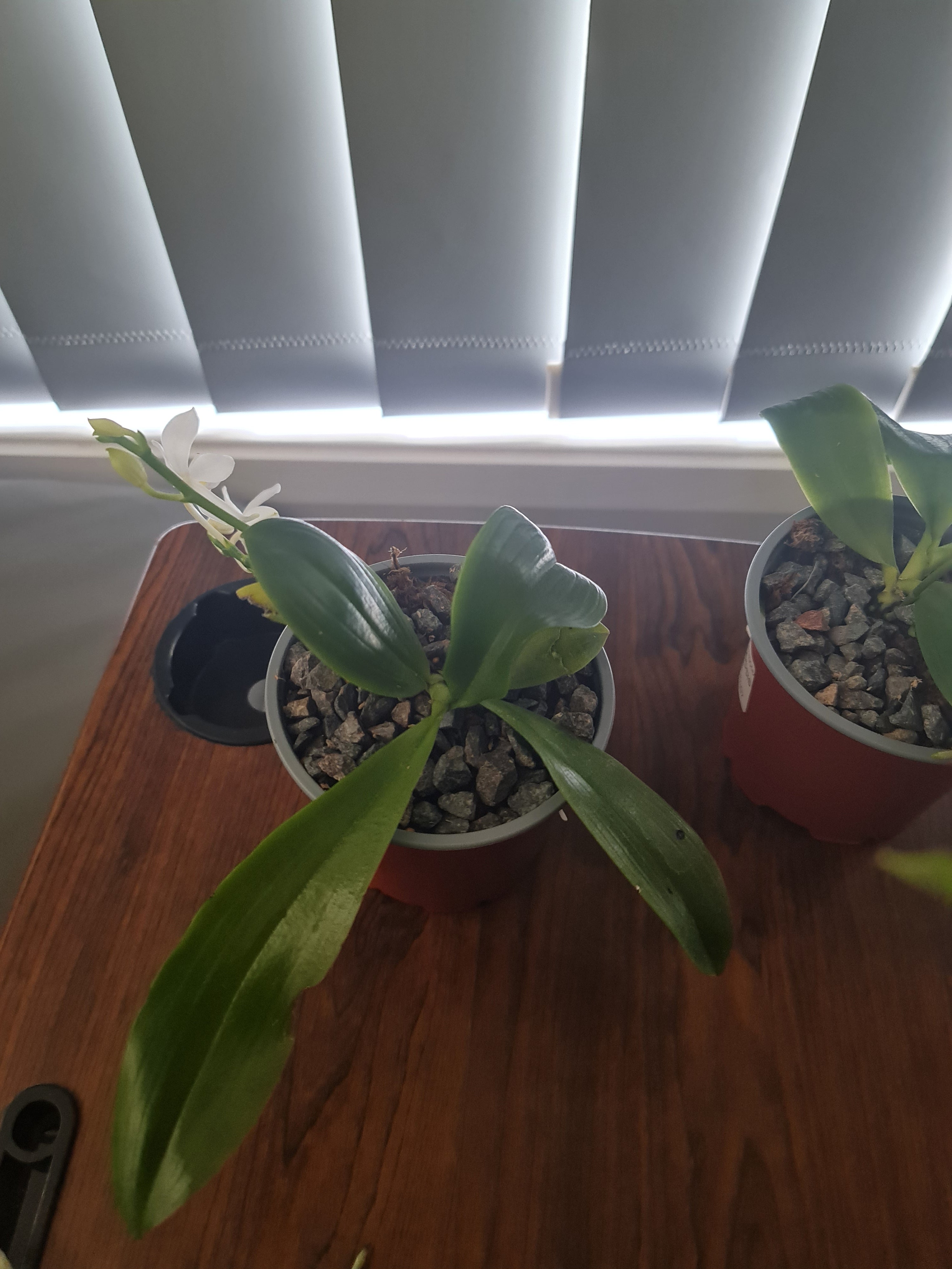 Phalaenopsis tetraspis (syn. speciosa) FRAGRANT SPECIES Flowering Size Secondary image