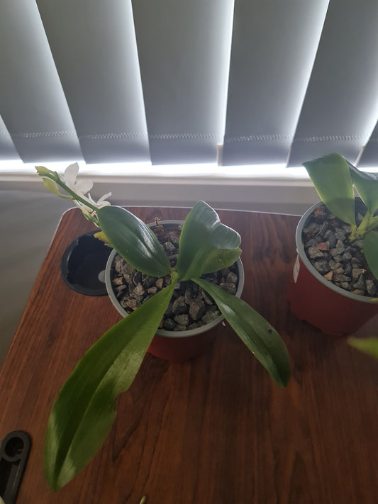 Phalaenopsis tetraspis (syn. speciosa) FRAGRANT SPECIES Flowering Size