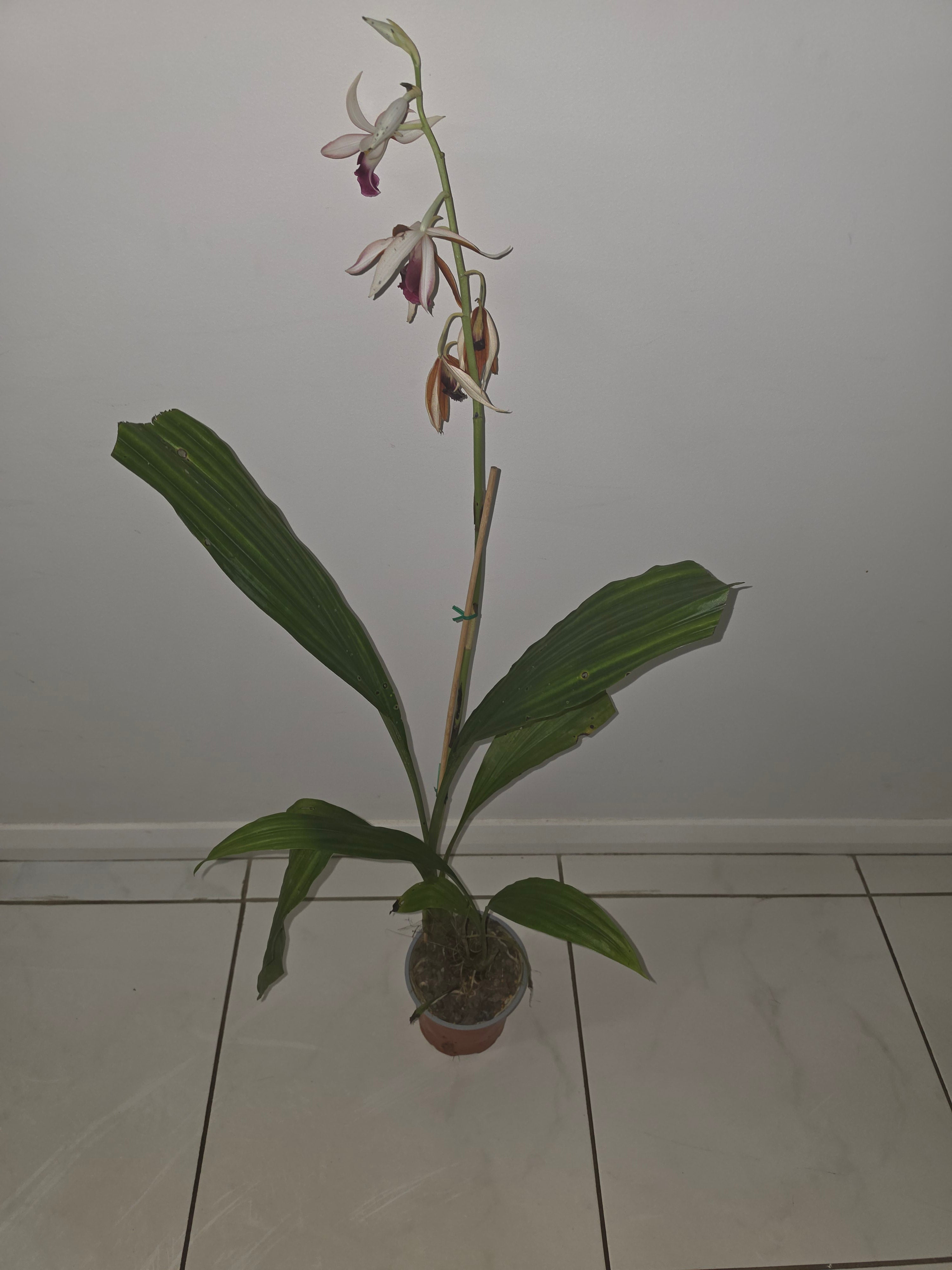Phaius Tankervilleae (Swamp Orchid) Secondary image