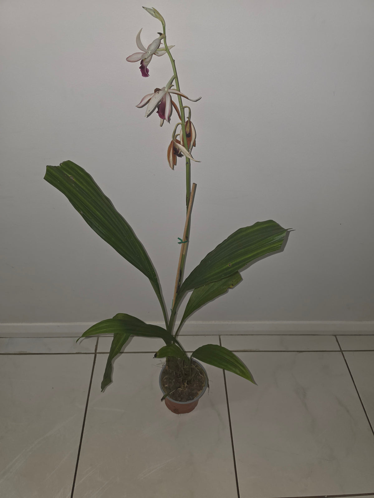 Phaius Tankervilleae (Swamp Orchid)