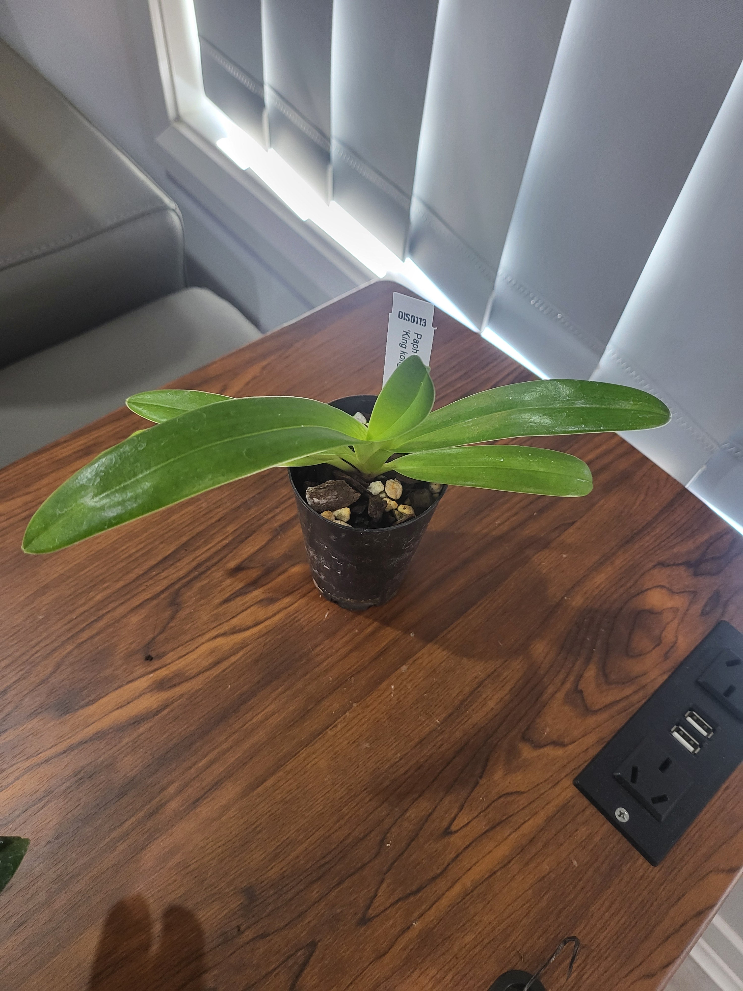 Paphiopedilum rothschildianum ('Wide Spread' x 'King Kong') Secondary image