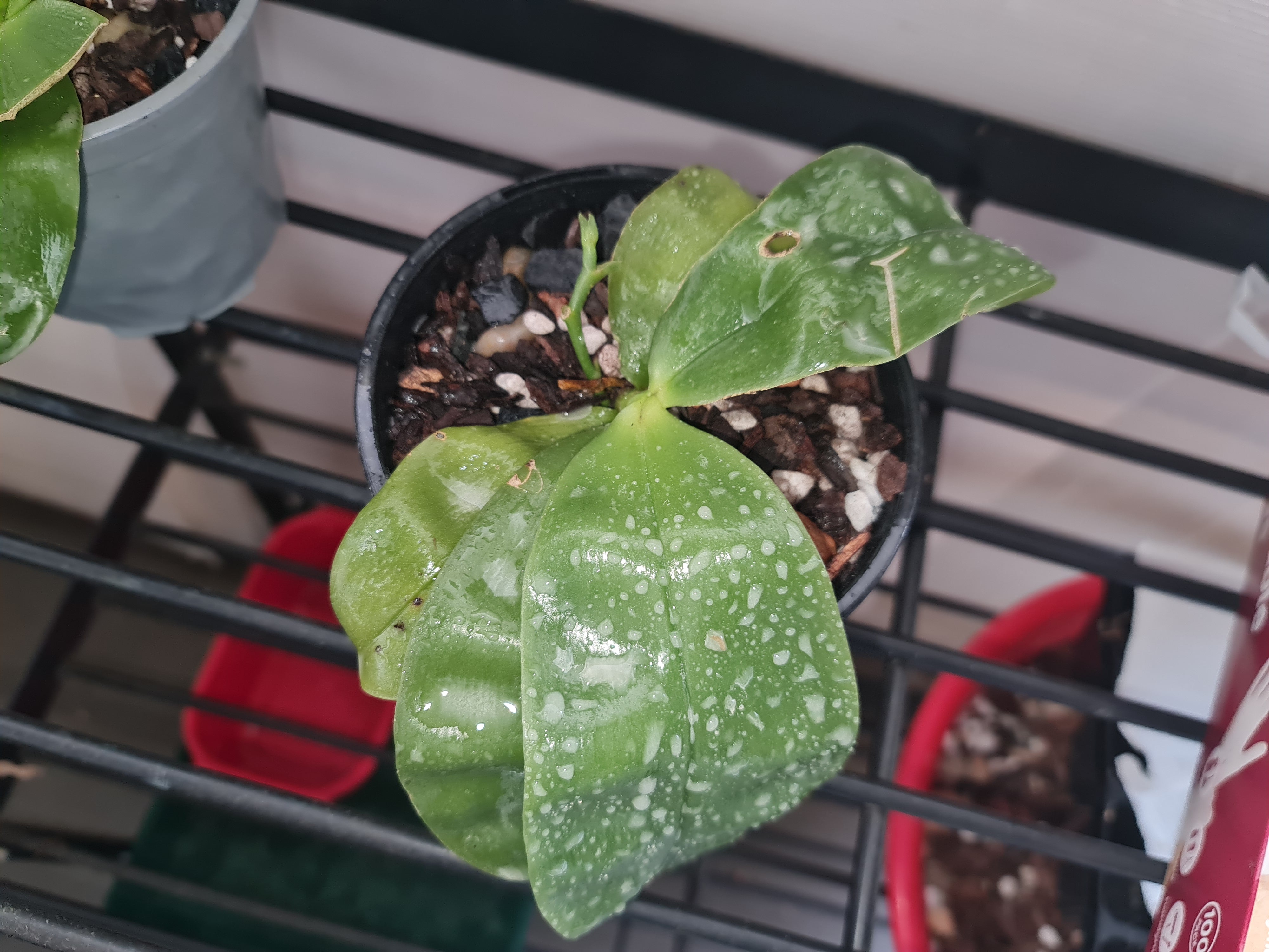 Phalaenopsis Violacea (Flowering Size) Secondary image