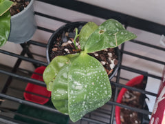 Phalaenopsis Violacea (Flowering Size)