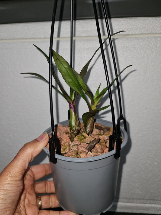Dendrobium Baby Hibiki (Den. Hibiki x Den. laevifolium ‘Fireball-Pink Giant’)