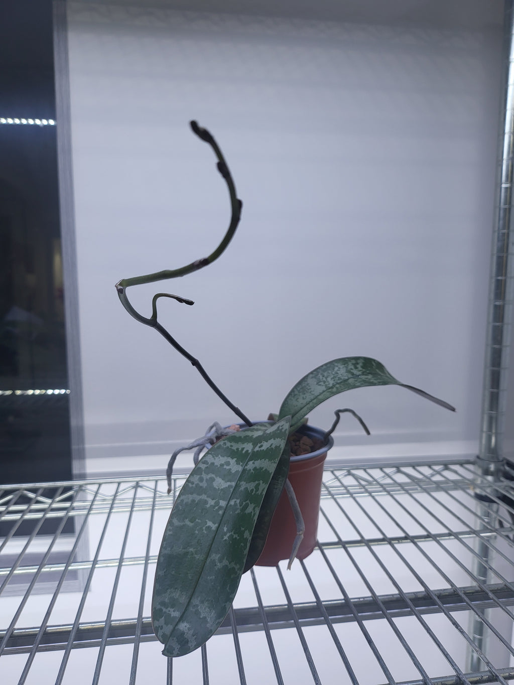 Phalaenopsis Schilleriana (In Spike Now)