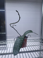 Phalaenopsis Schilleriana (In Spike Now)