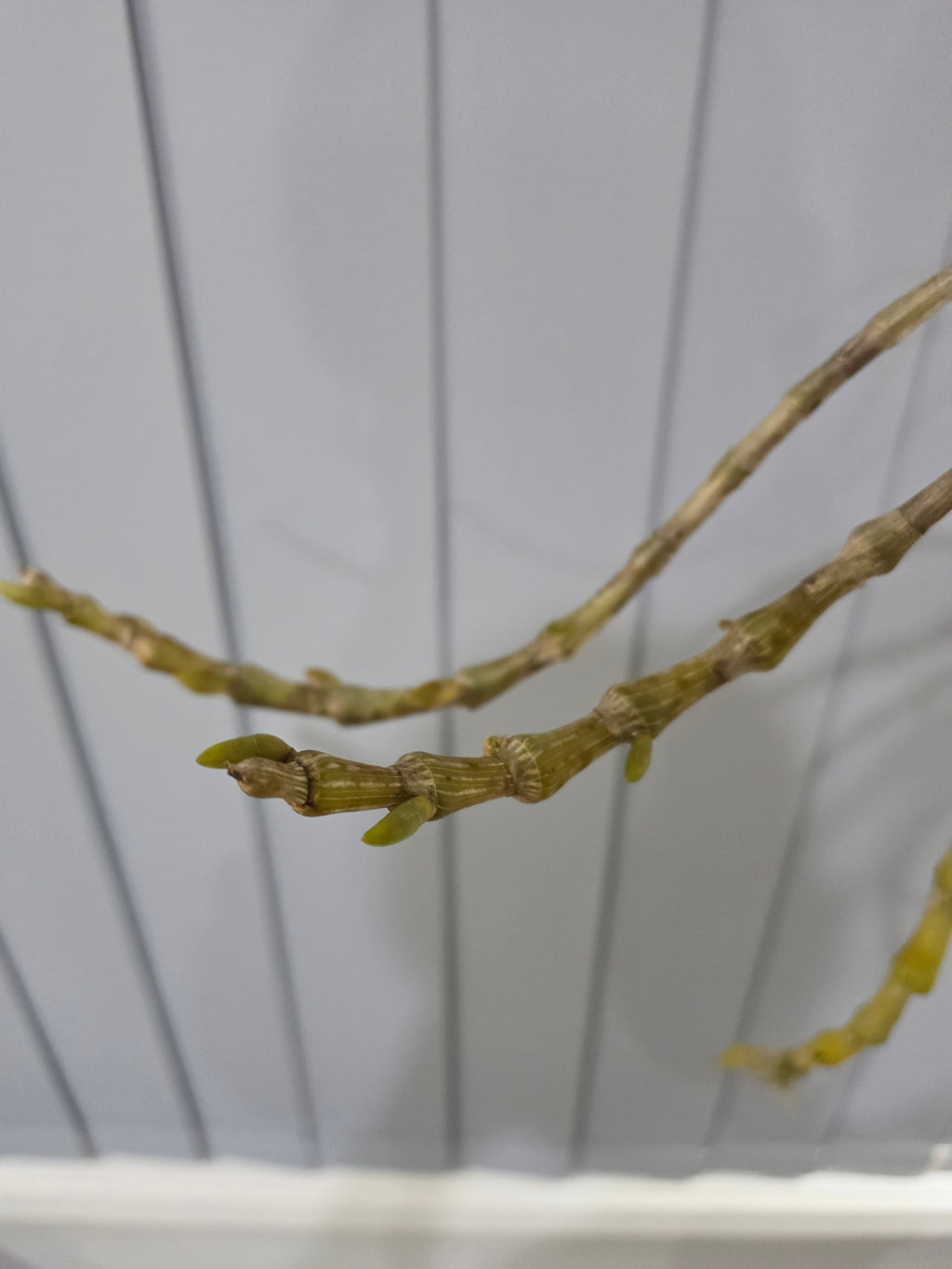 Dendrobium (pendulum 'Black Eyes' X wardianum) In Flower buds