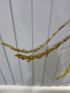 Dendrobium (pendulum 'Black Eyes' X wardianum) In Flower buds