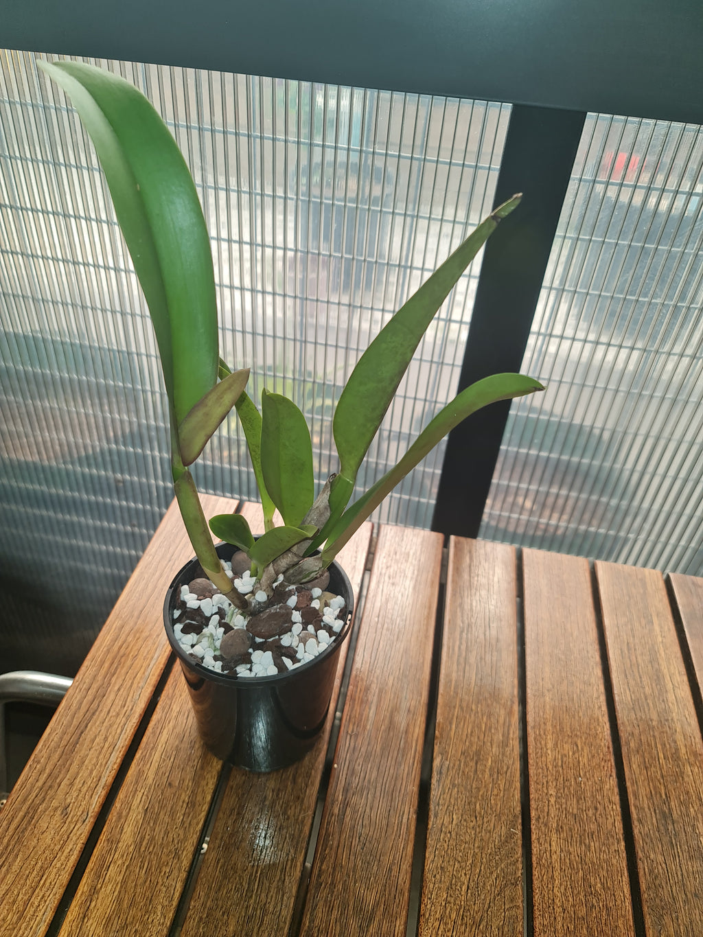 Rlc. Subprasert Red MC