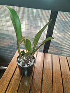 Rlc. Subprasert Red MC