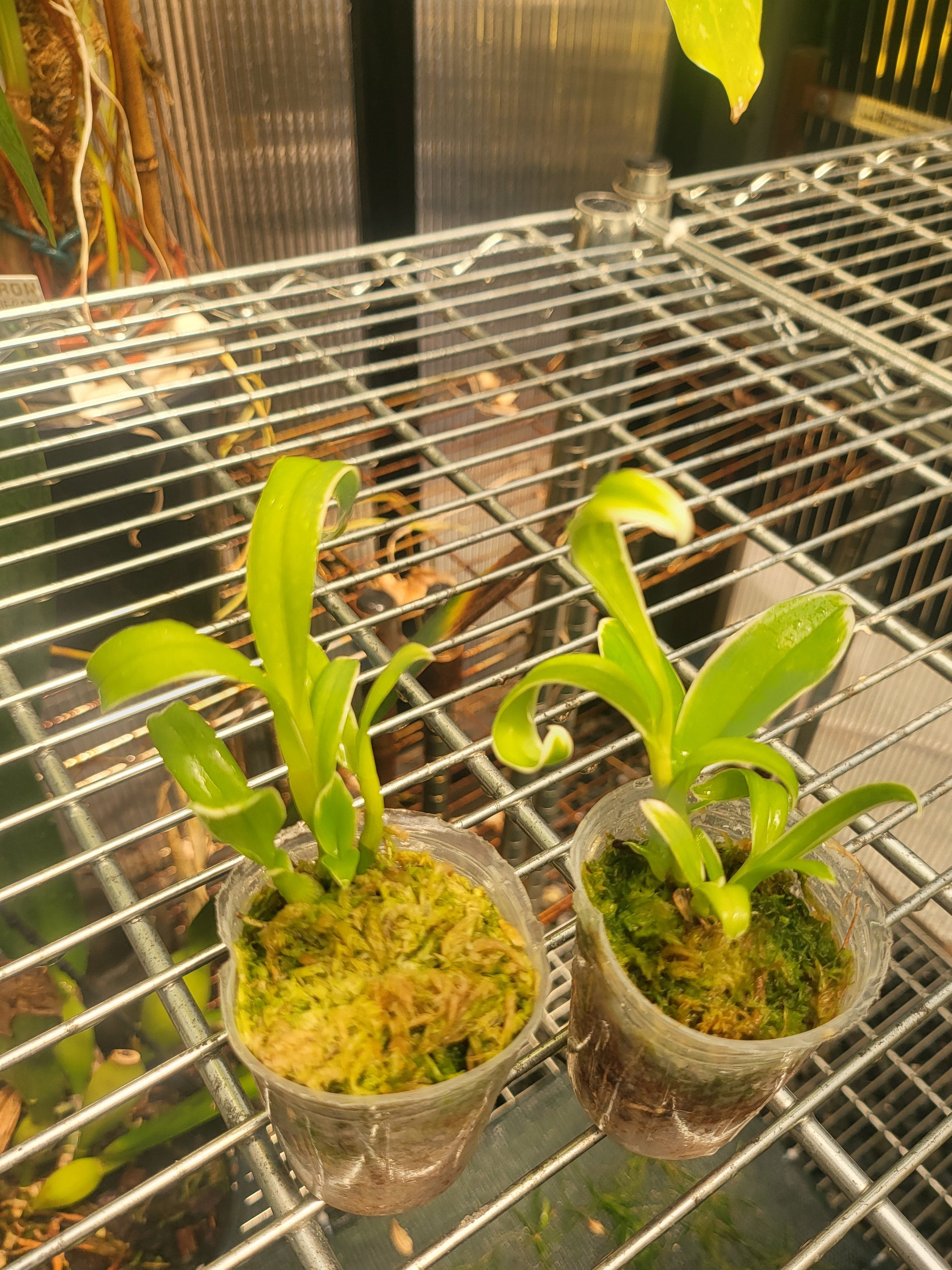 Dendrobium 'Dragon Fly' Variegated (Genting Fragrance x Magenta's Golden Sunset) Secondary image