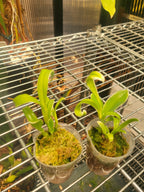 Dendrobium 'Dragon Fly' Variegated (Genting Fragrance x Magenta's Golden Sunset)