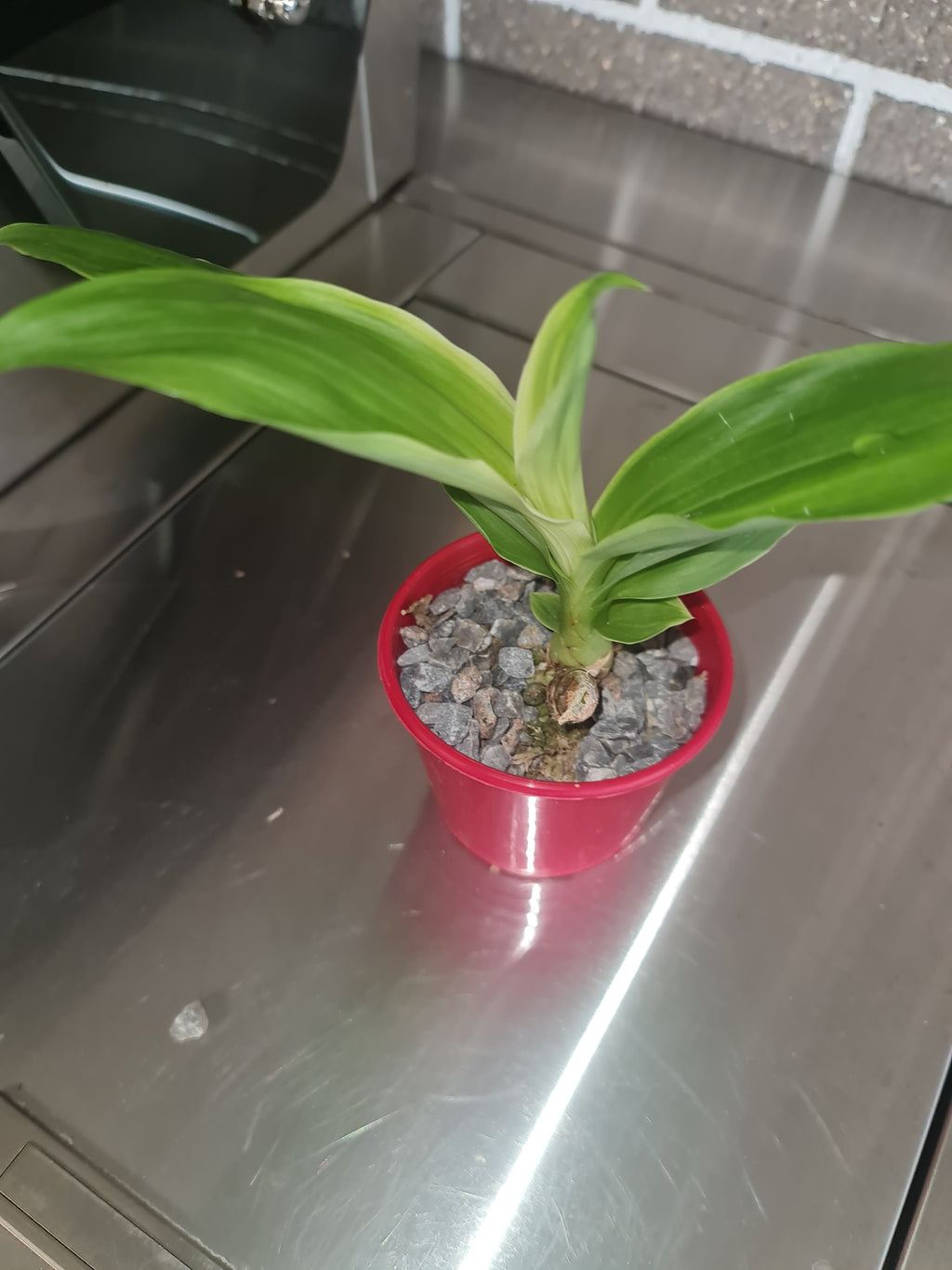 (Variegated Leaves) Monnierara Millennium Magic 'Witchcraft' FCC/AOS
