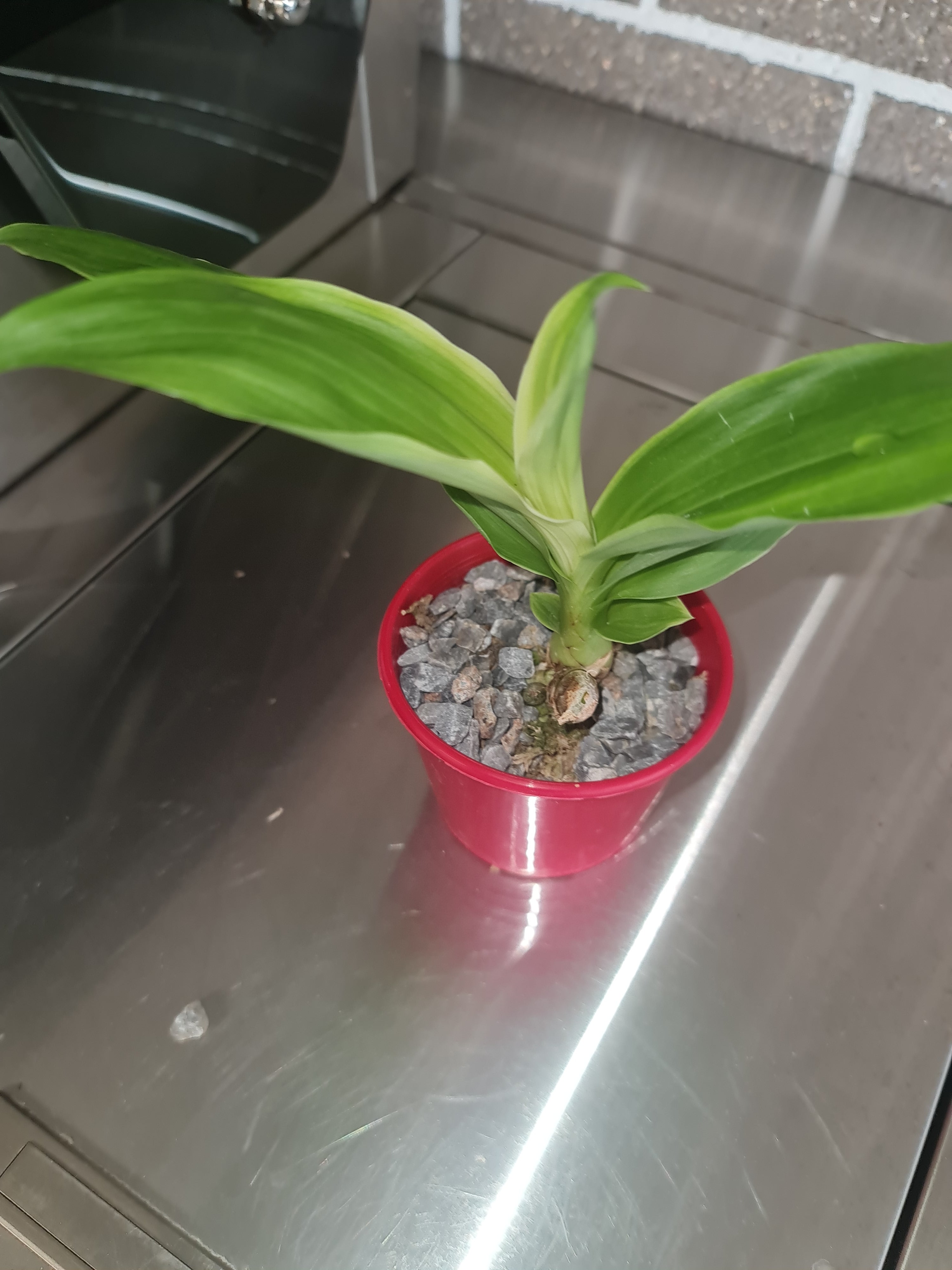 (Variegated Leaves) Monnierara Millennium Magic 'Witchcraft' FCC/AOS