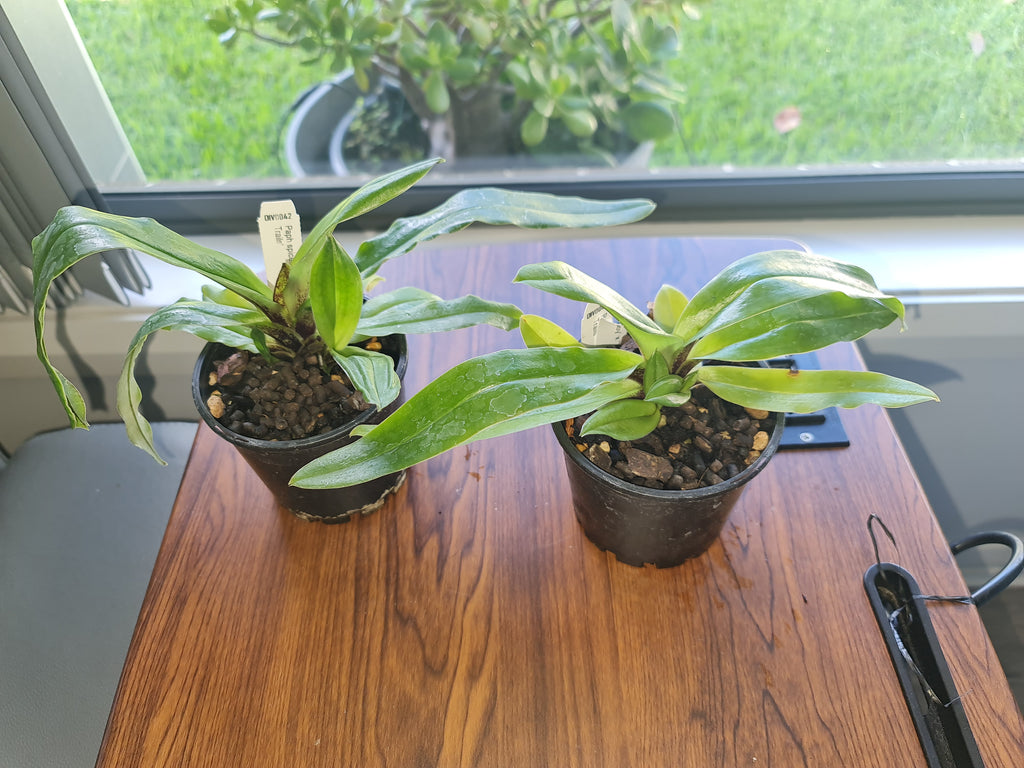 Paphiopedilum spicerianum (Fat Boy x Twin Trails)