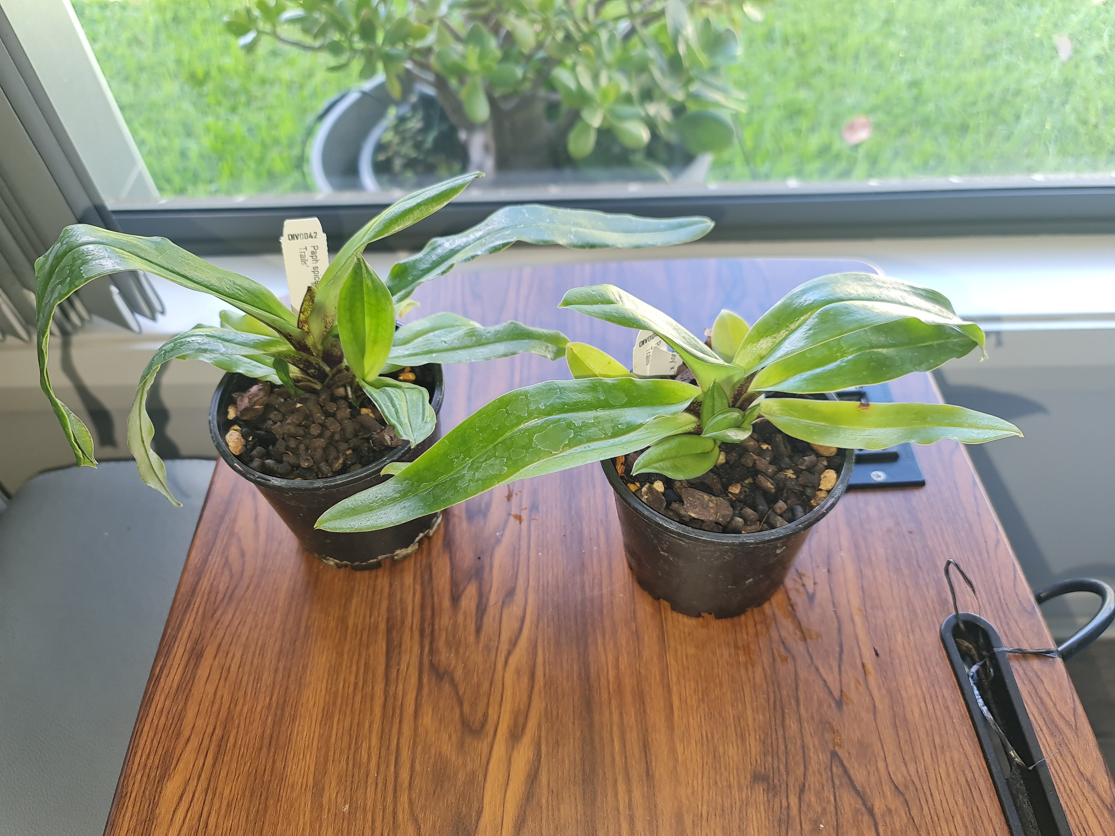 Paphiopedilum spicerianum (Fat Boy x Twin Trails)