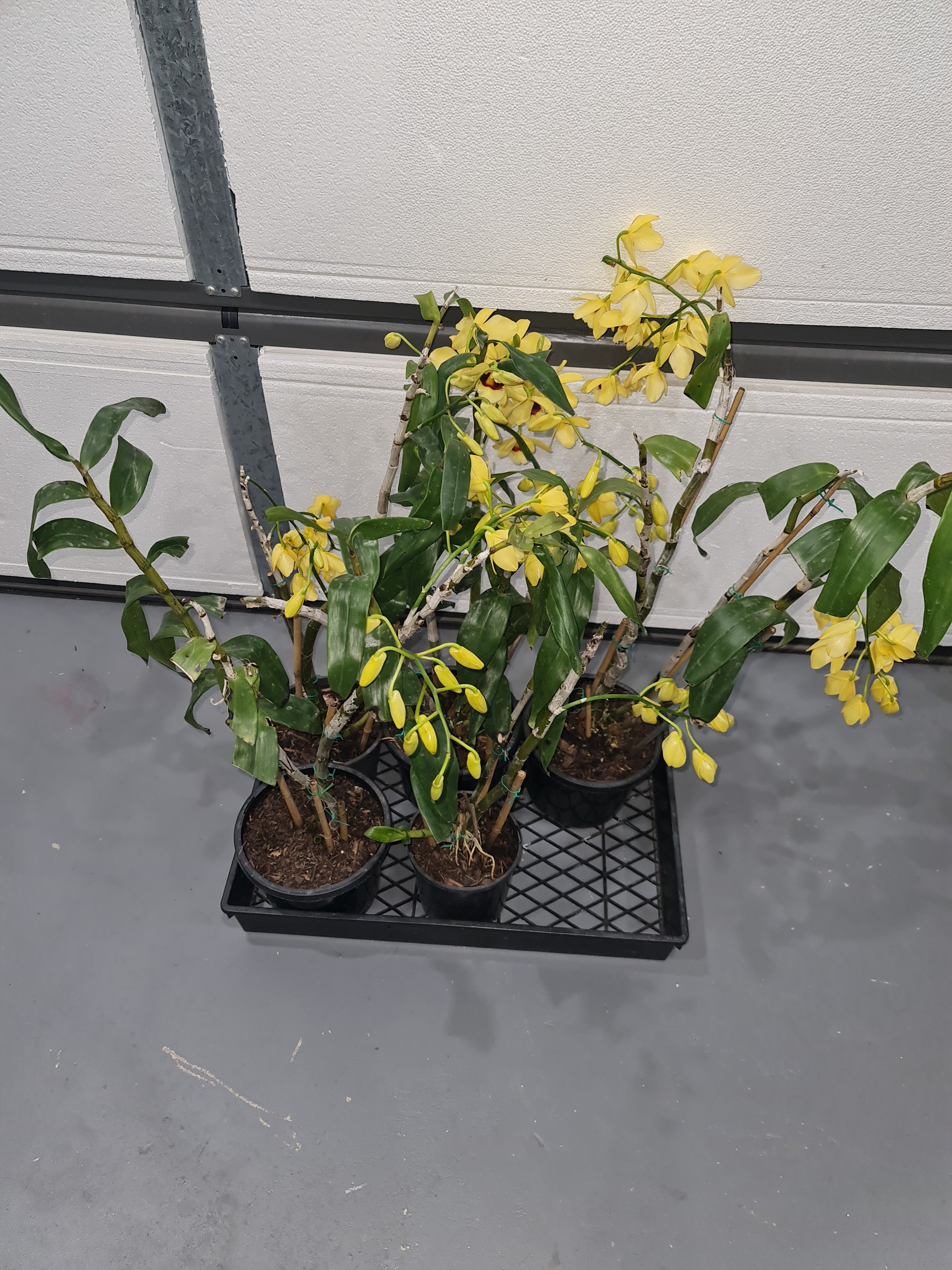 Dendrobium Gatton Sunray FCC/RHS, FCC/AOS (pulchellum x Illustre) Secondary image