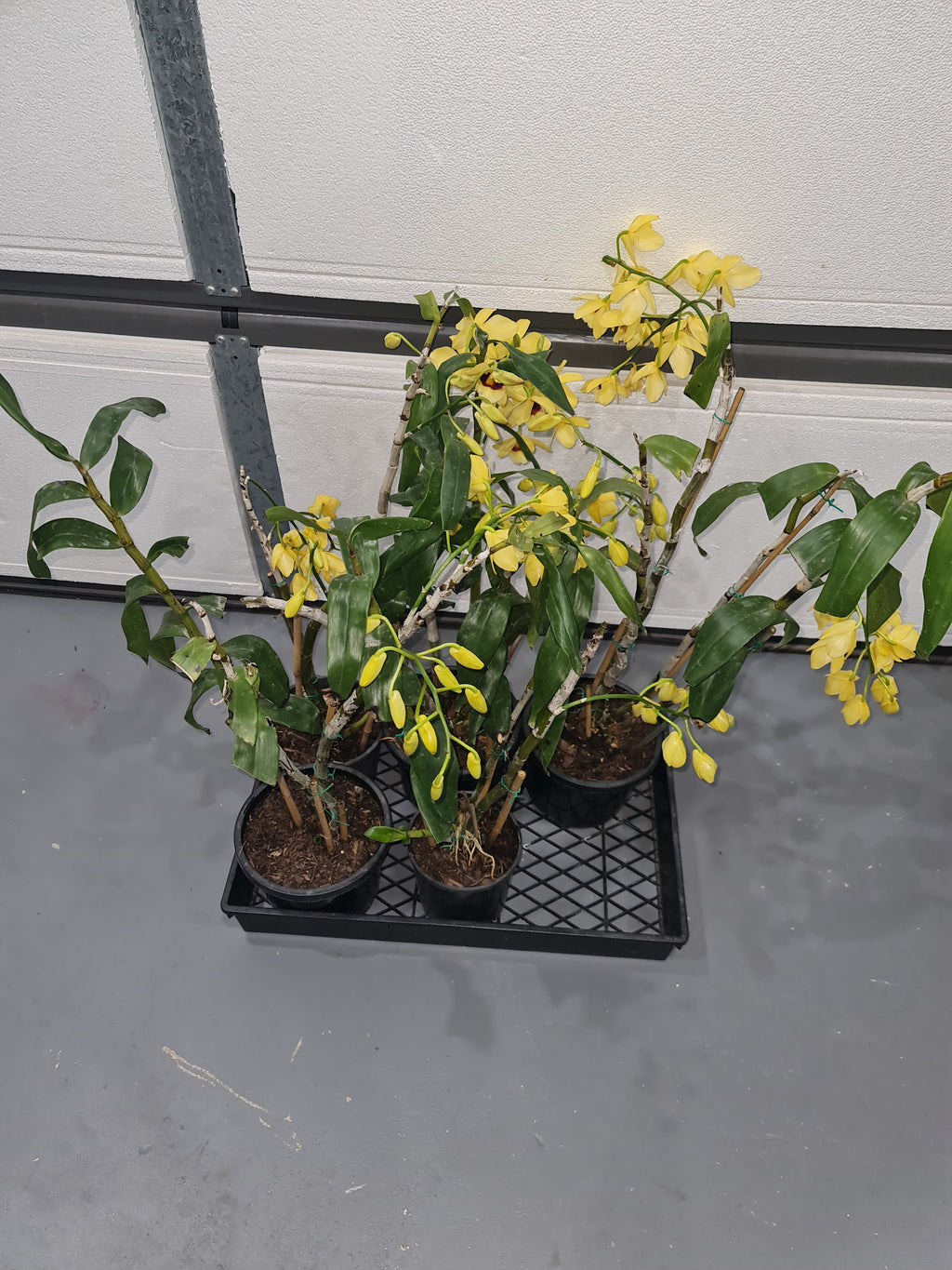 Dendrobium Gatton Sunray FCC/RHS, FCC/AOS (pulchellum x Illustre)