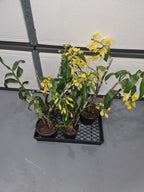 Dendrobium Gatton Sunray FCC/RHS, FCC/AOS (pulchellum x Illustre)