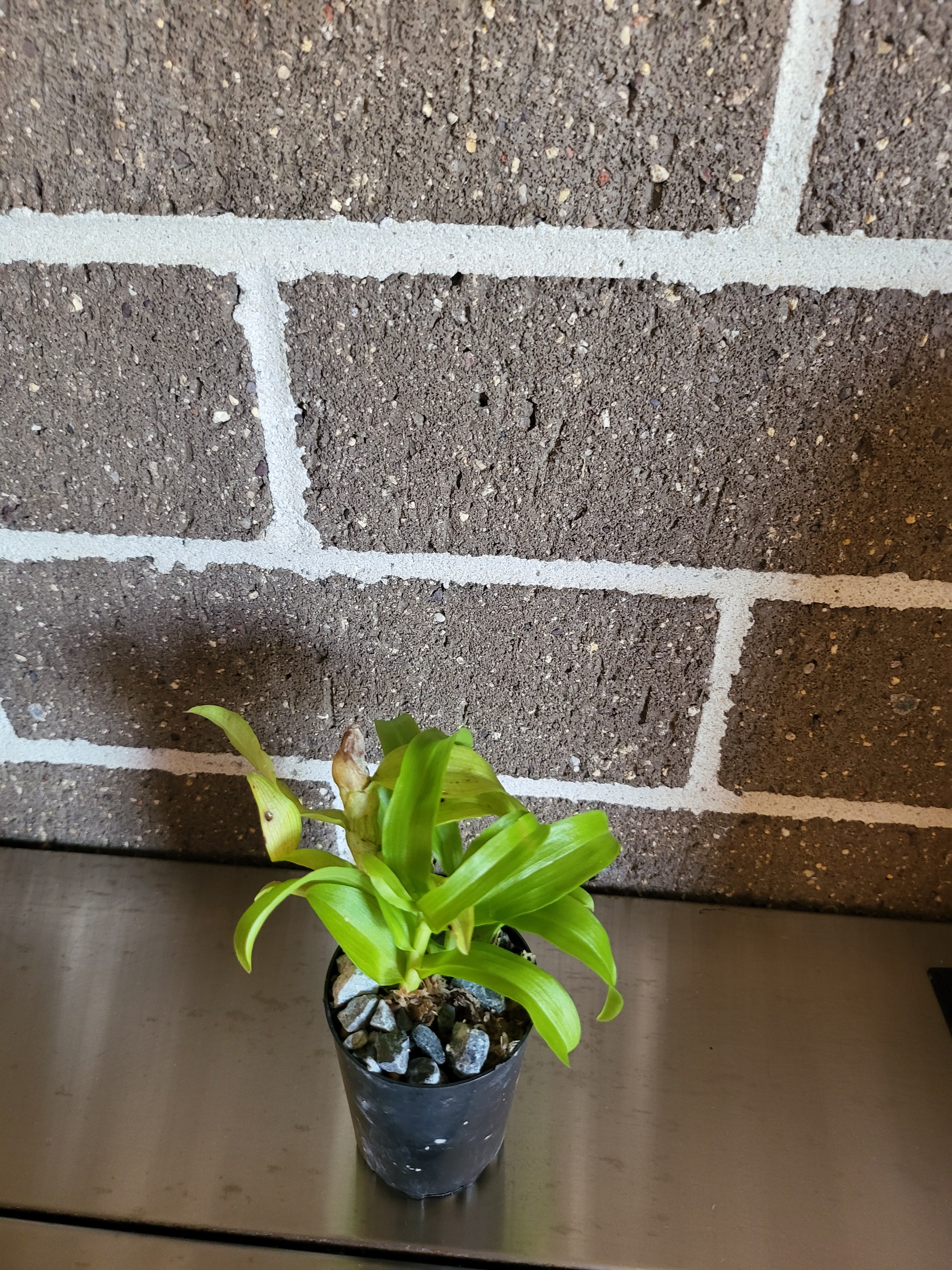 Dendrobium parishii (RARE SPECIES)