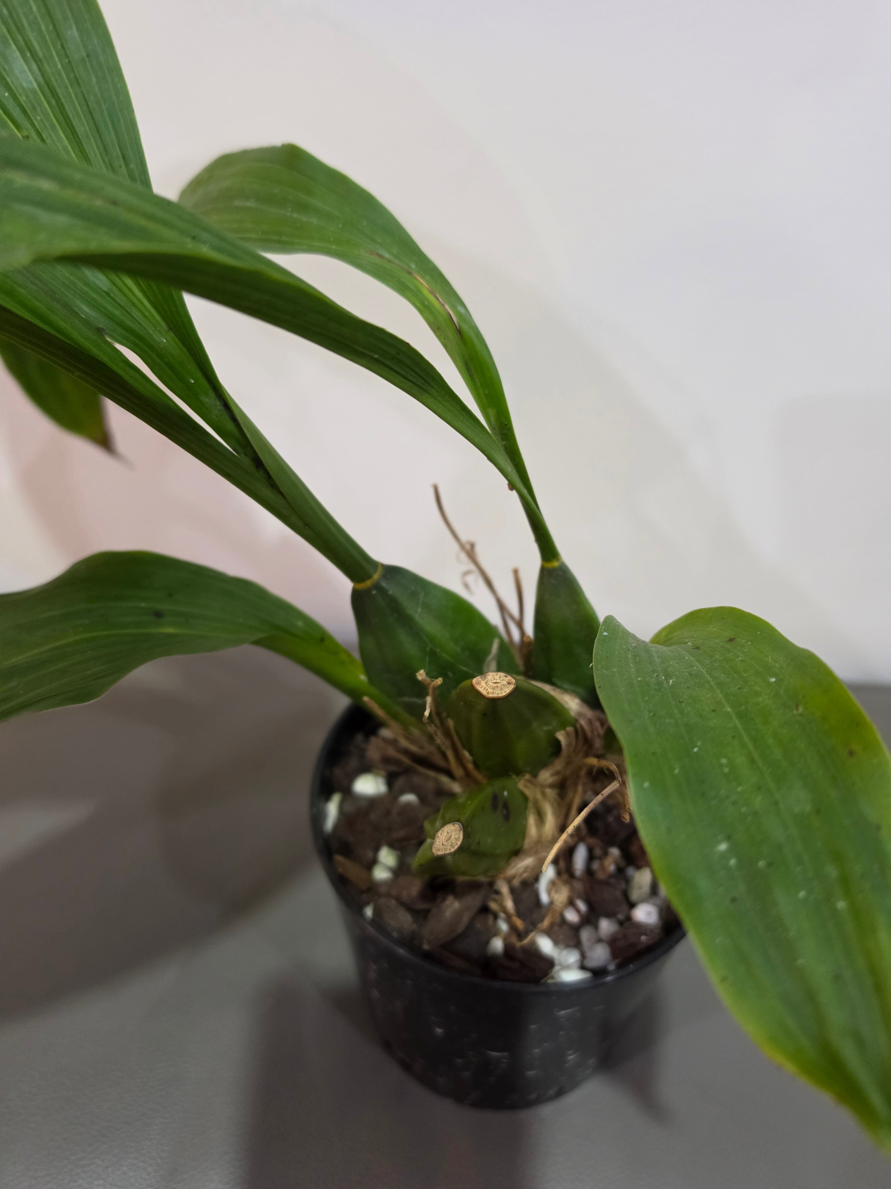 Lycaste dowiana x deppei (Fragrant Species From Mexico)