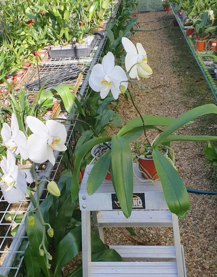 Phalaenopsis amabilis (East Indian Butterfly Orchid)