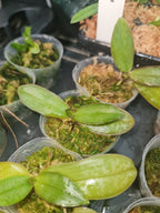 Phalaenopsis Schilleriana (Fragrant Species)