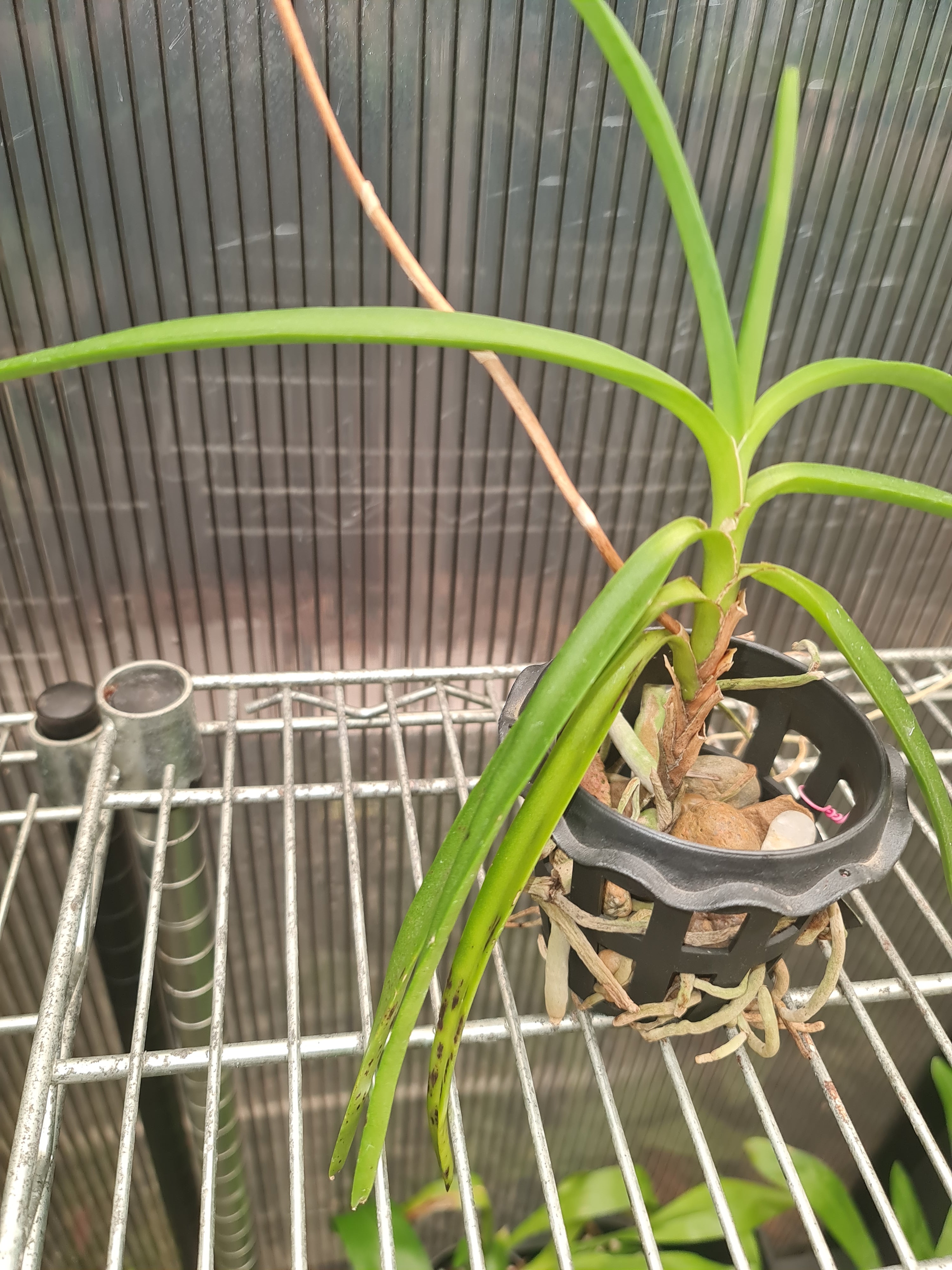 Vanda Coerulescens (Fragrant) Secondary image