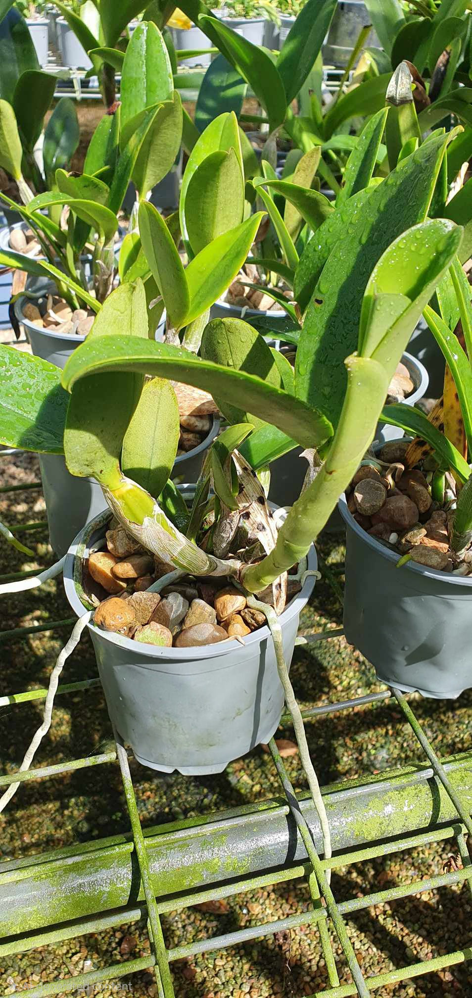 Cattleya violacea var. coerulea Secondary image
