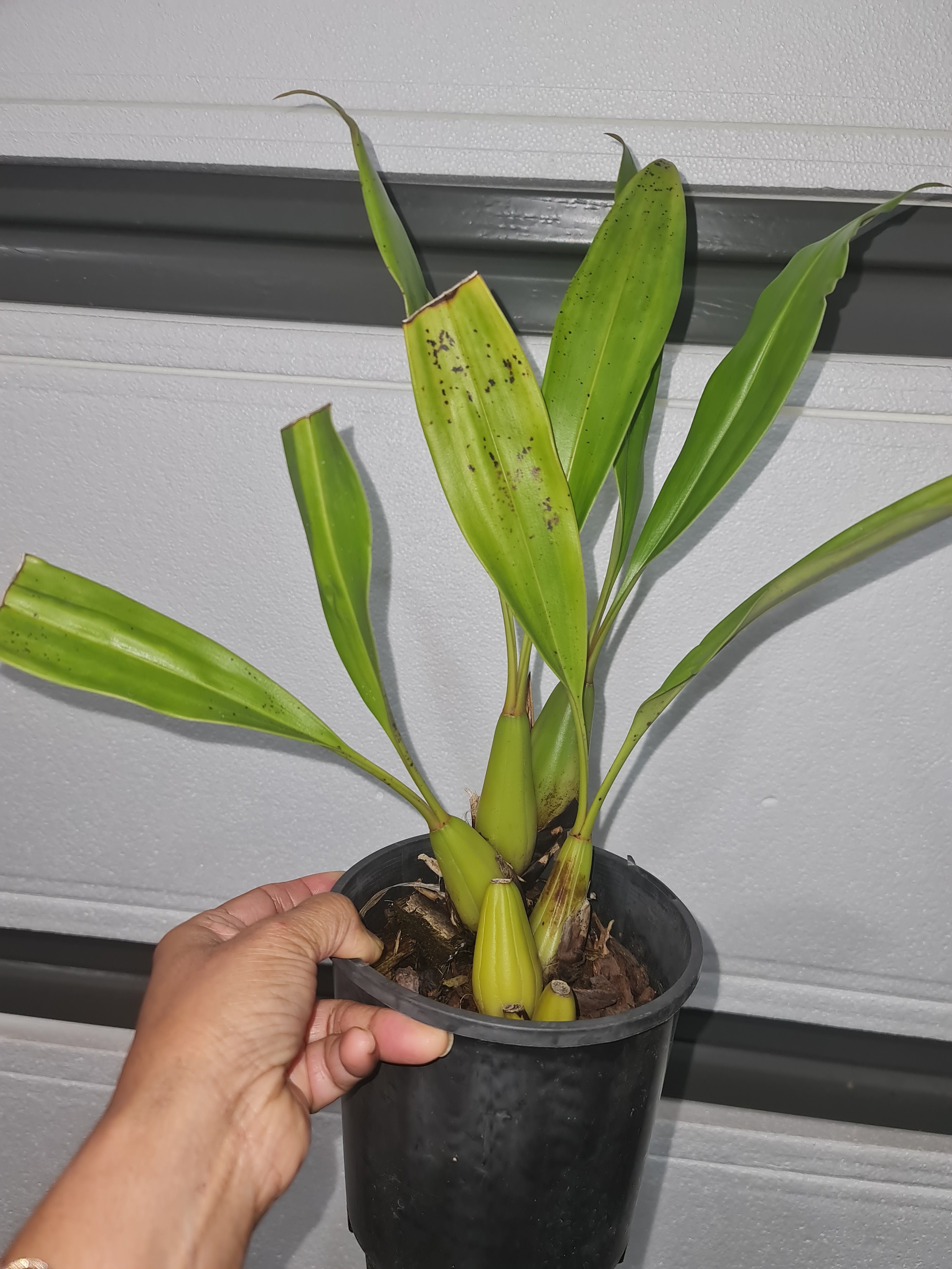 Coelogyne Unchained Melody (Fragrant) Secondary image
