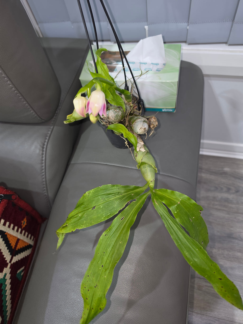 Chysis limminghei (IN BUDS - FLOWERING)